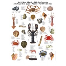 Nordvest Atlantiske Skaldyr (MC)